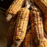 Кукуруза